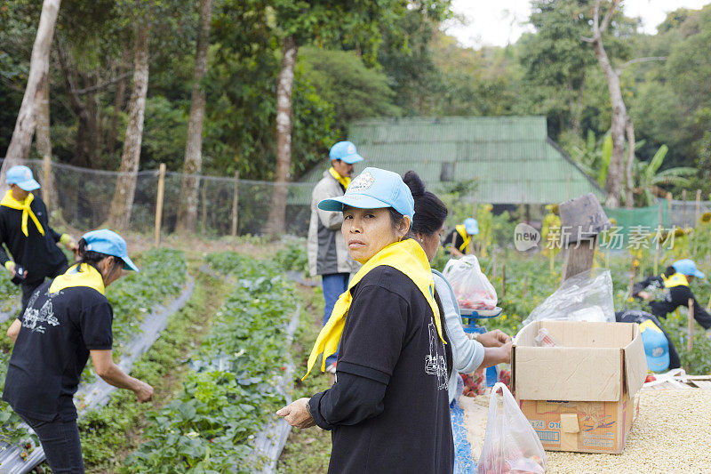 泰国清莱省，一名农妇和一群志愿者在山区的农场里采摘草莓