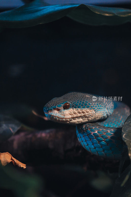 毒蛇，Trimeresurus种，斯里兰卡和科莫多岛。