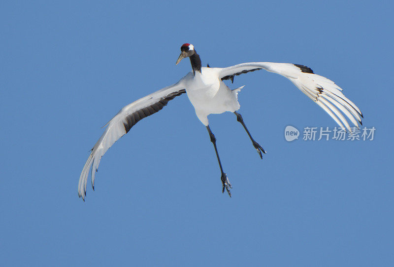 冬天，一只丹顶鹤飞过北海道鹤井村的伊藤保护区。