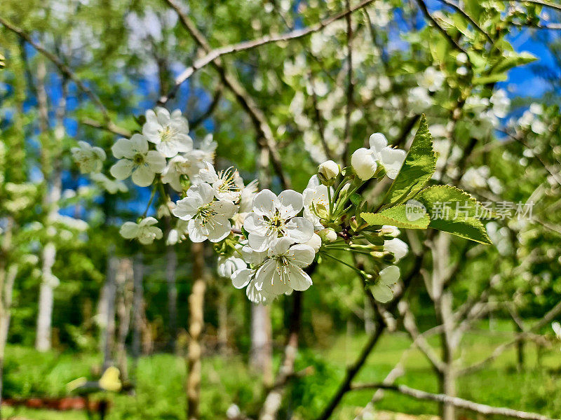 盛开的果园:樱桃树洁白的花朵，以其短暂的美丽而闻名，在嫩绿的树叶和晴朗的蓝天的背景下，标志着春天的开始