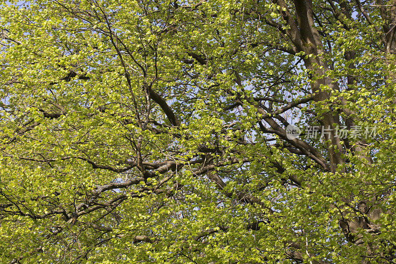 山毛榉——春天的山毛榉树