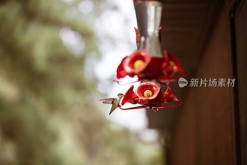 红宝石喉蜂鸟降落在喂食花蜜的地方