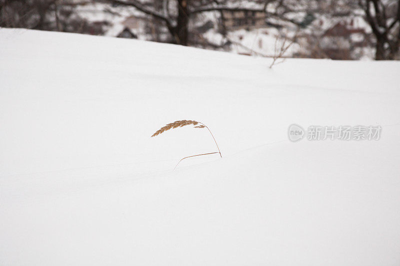 草从雪中伸出来