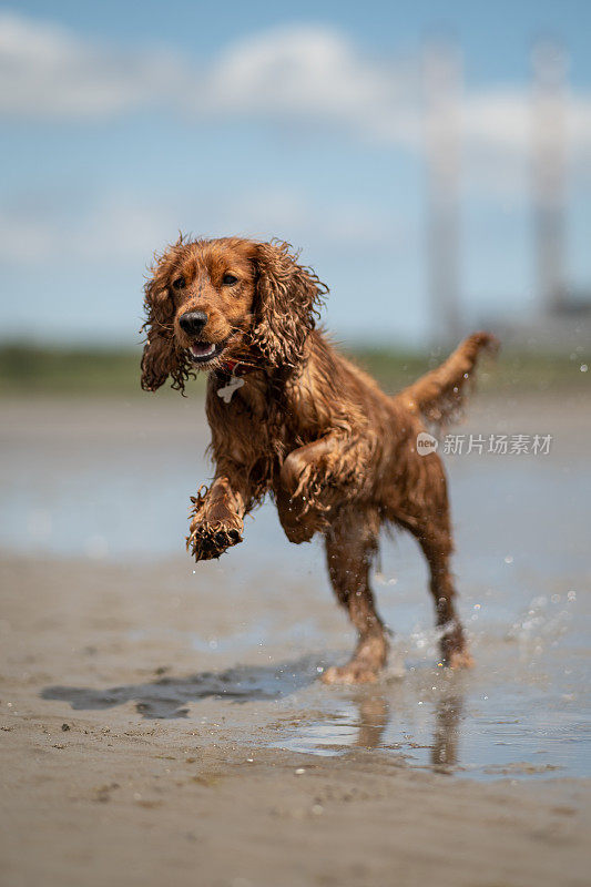 湿漉漉的可卡犬在海滩上跳起来