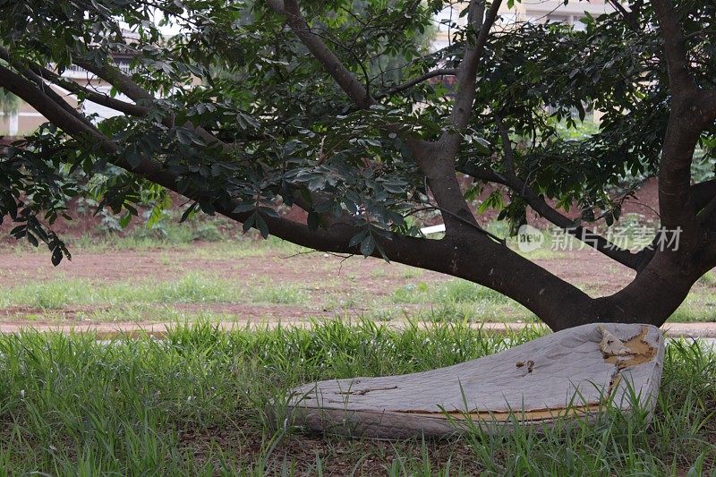 毁坏的床垫靠近一棵树。街住