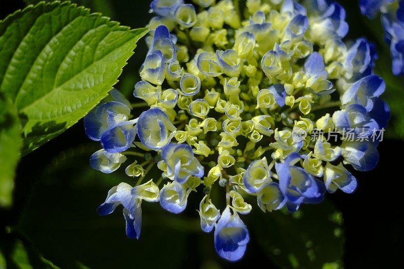 绣球花花