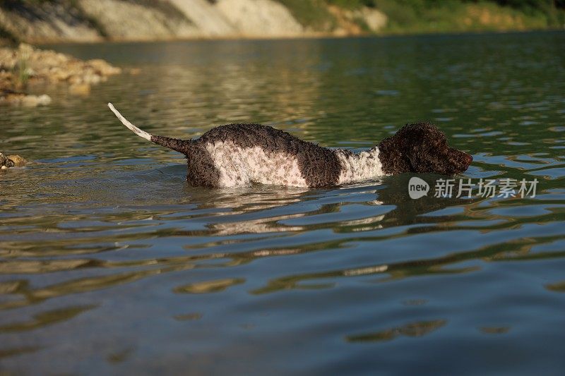 一只母狗在湖里游泳