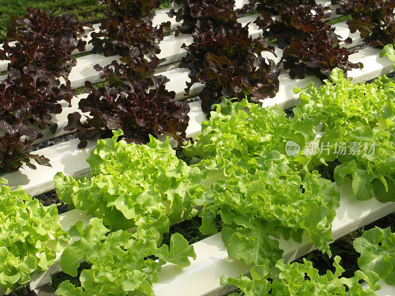 温室水培生菜。