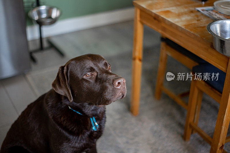 巧克力拉布拉多寻回犬1岁在家等待食物