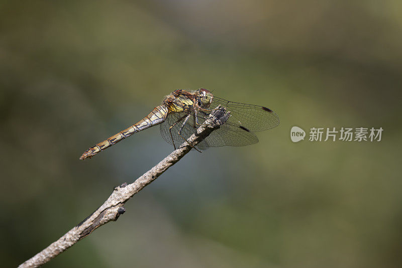 普通镖鲈(纹状体合峰)