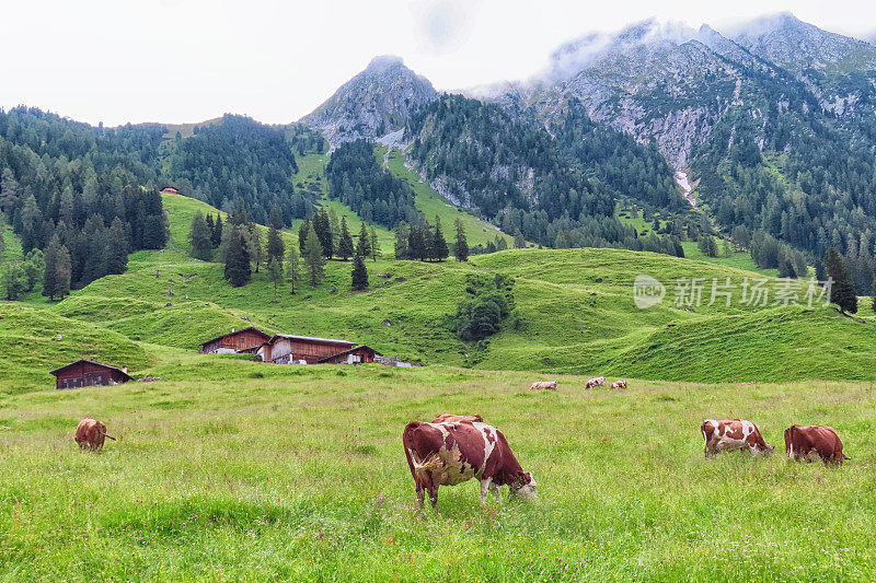 奶牛在奥地利阿尔卑斯山蒂洛尔的草地上吃草。