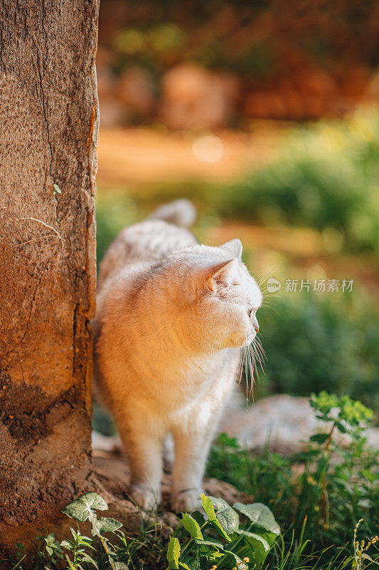 英国短毛猫在花园里散步