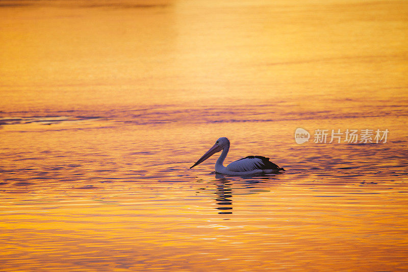 鹈鹕鸟在明亮的橙色和金色的夕阳反射下游过湖面