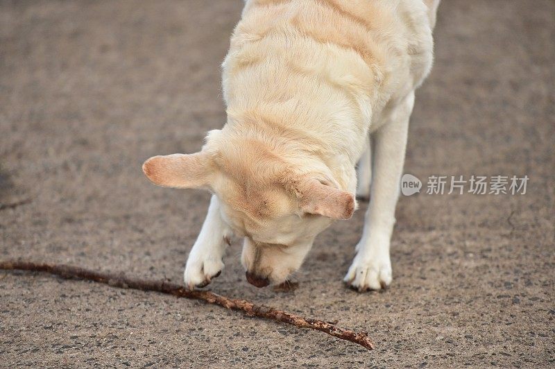 海滩上的拉布拉多寻回犬