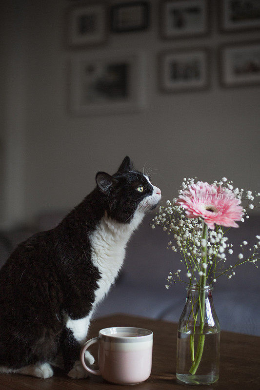 黑猫闻到一束花