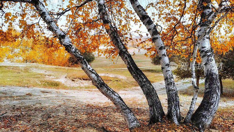 中国内蒙古乌兰布通美丽的白桦林