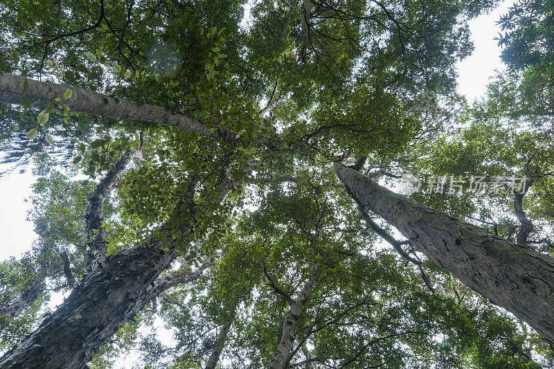 高大的里木树从头顶向下耸立，汇聚成森林的树冠。