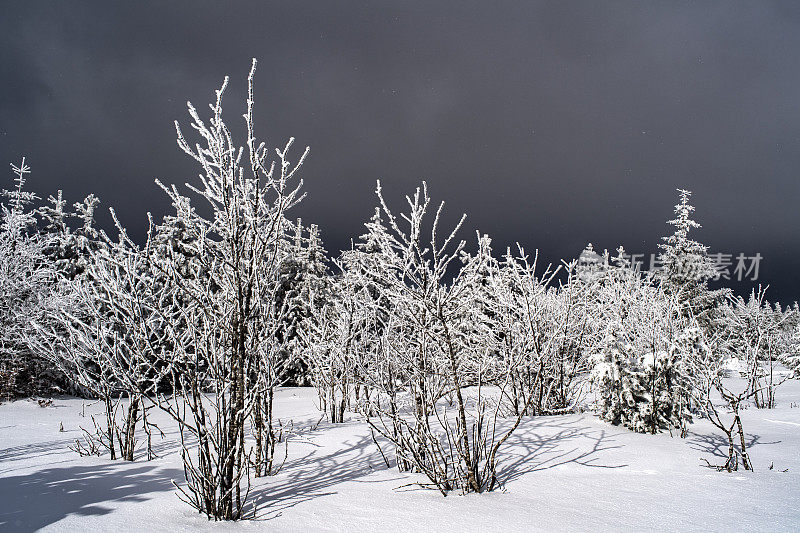 在可怕的天空下，灌木上覆盖着霜雪