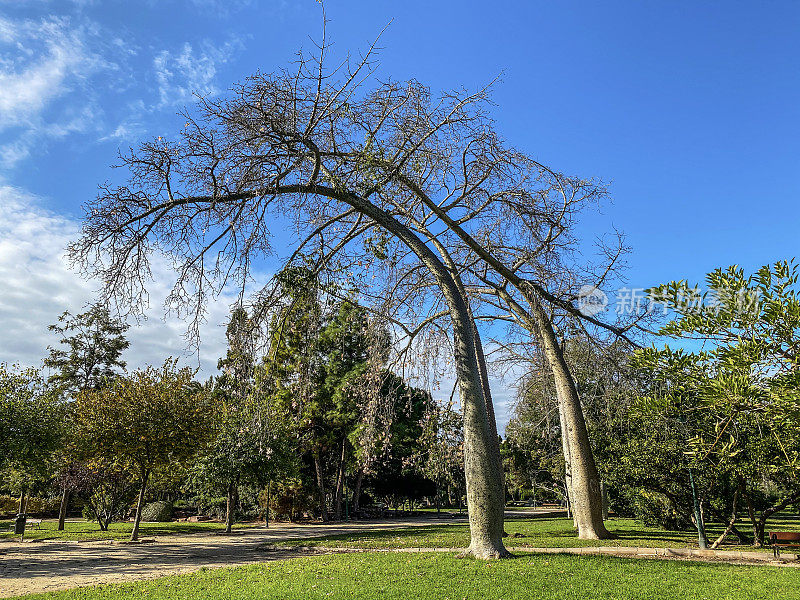 公园里弯曲的丝线树