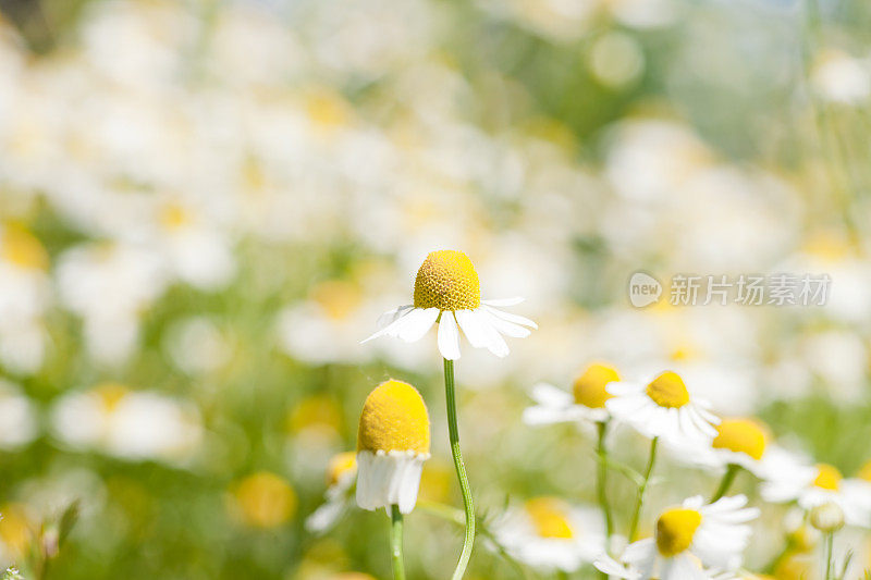 洋甘菊花卉