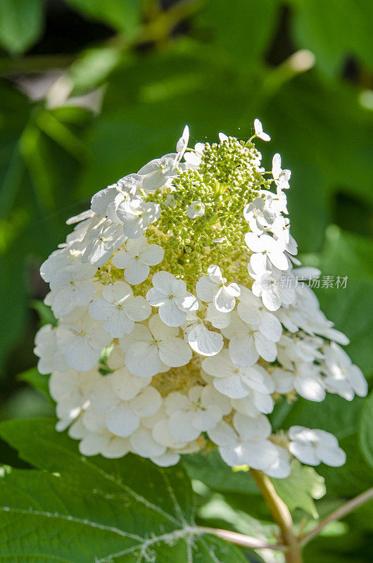 特写:绣球(橡树叶绣球)在初夏花园里盛开