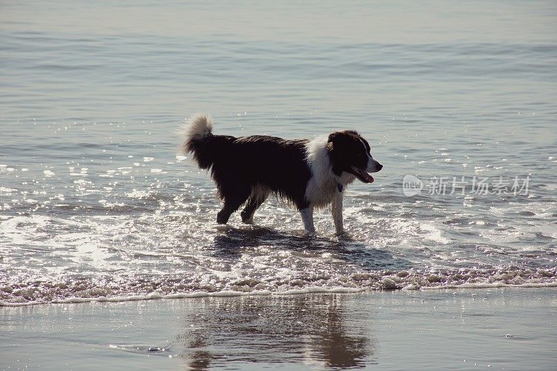 柯利牧羊犬在海上划桨