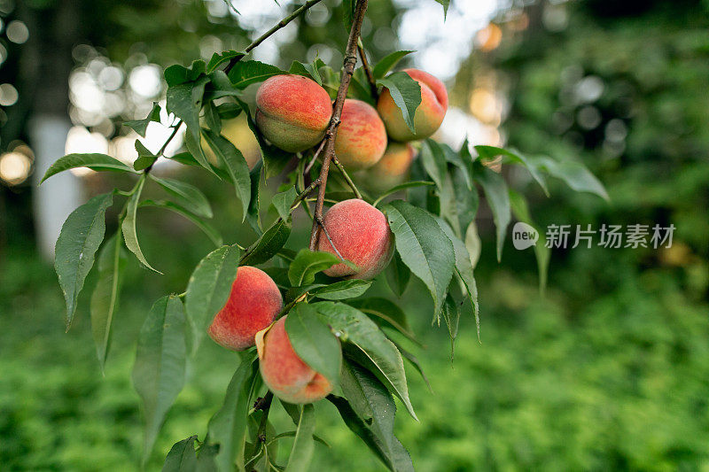 果园里成熟的桃子结在树枝上