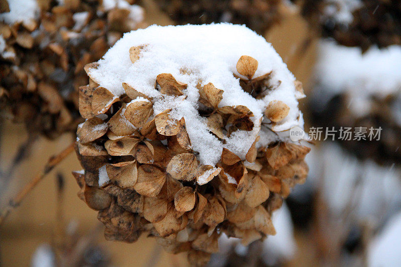 雪的味道