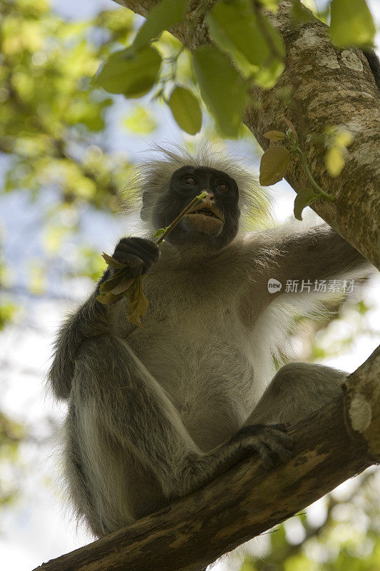 坦桑尼亚桑给巴尔乔扎尼森林保护区的柯克红疣猴