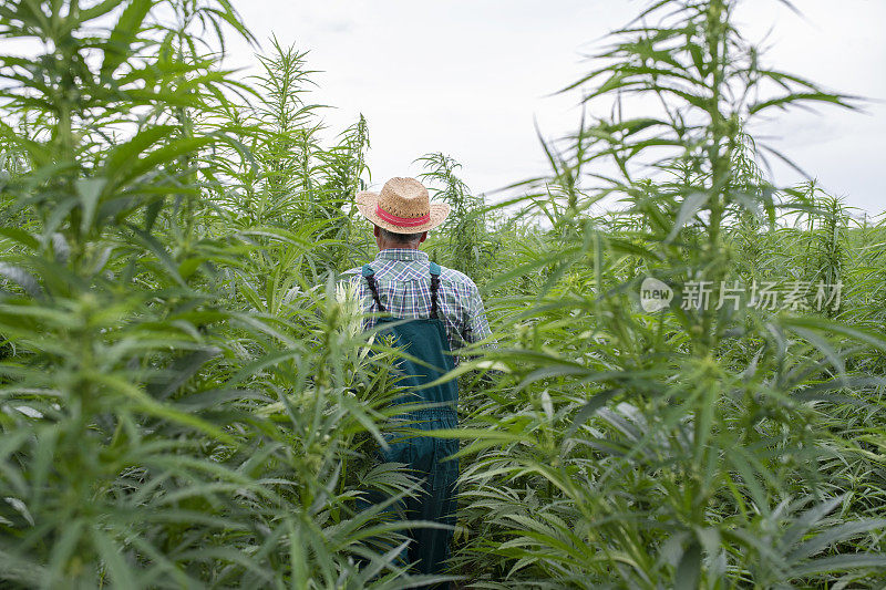 一个老农民在他的大麻地里散步。