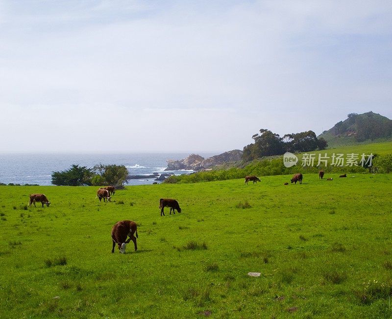 在加州大苏尔的海岸线上放牧的牛