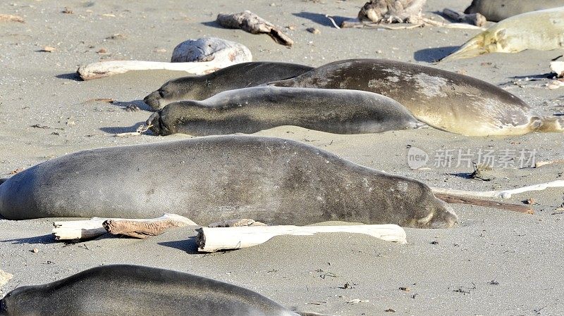 圣西蒙象海豹