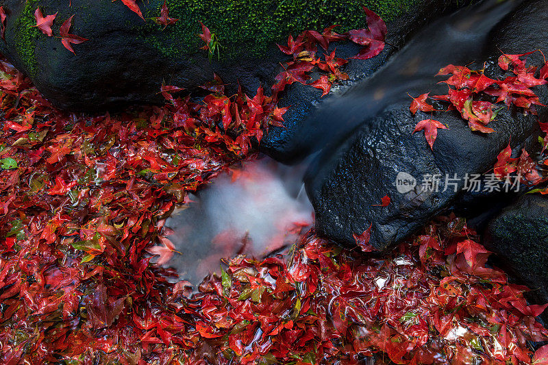 五彩缤纷的秋天，秋天的季节，红红的枫叶随着溪水流淌在大自然的森林里。