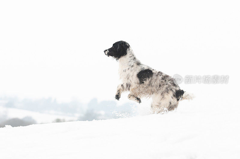 欢乐的跳跃-年轻的黑白猎犬在空中跳跃，她在英国什罗普郡乡村的一个冬天的一天刚落下的雪中玩耍。