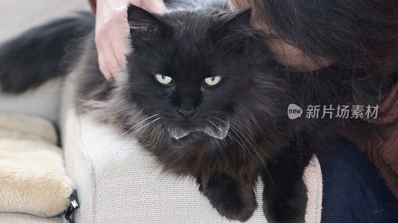 可爱的黑猫和一个女人在客厅放松