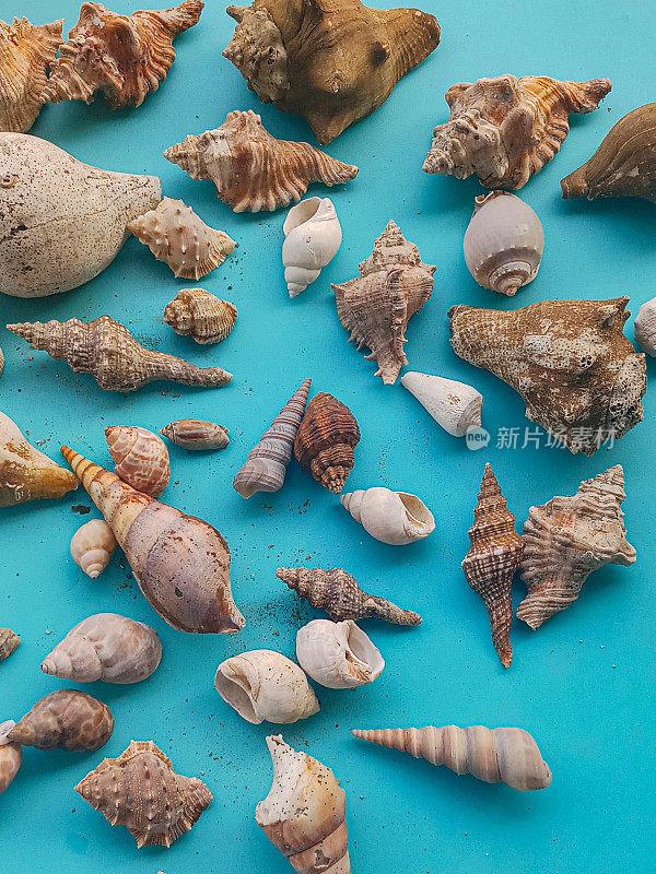 收集海洋软体动物贝壳图像，绿松石背景下的贝壳，高架视野