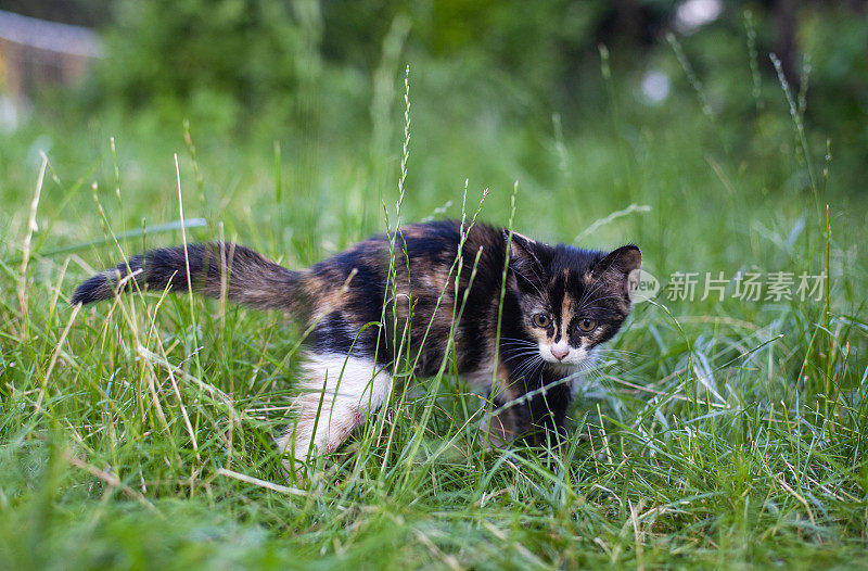 受惊的彩色斑猫在草丛中拱起背部