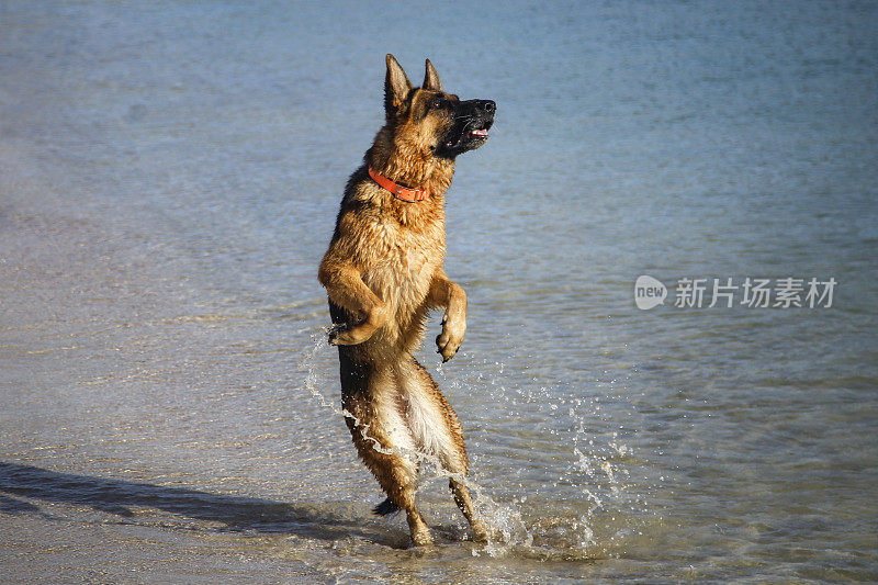 德国牧羊犬跳跃