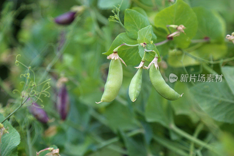 用糖把豌豆荚放在植物上