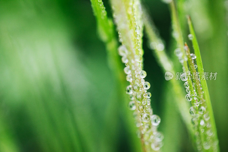 雨后的水滴