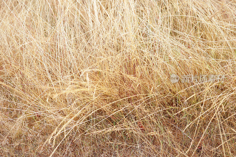 热浪中的加拿大干草背景