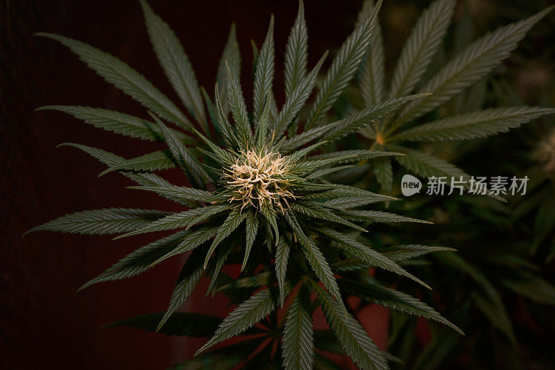 这是一株健康开花的大麻植物