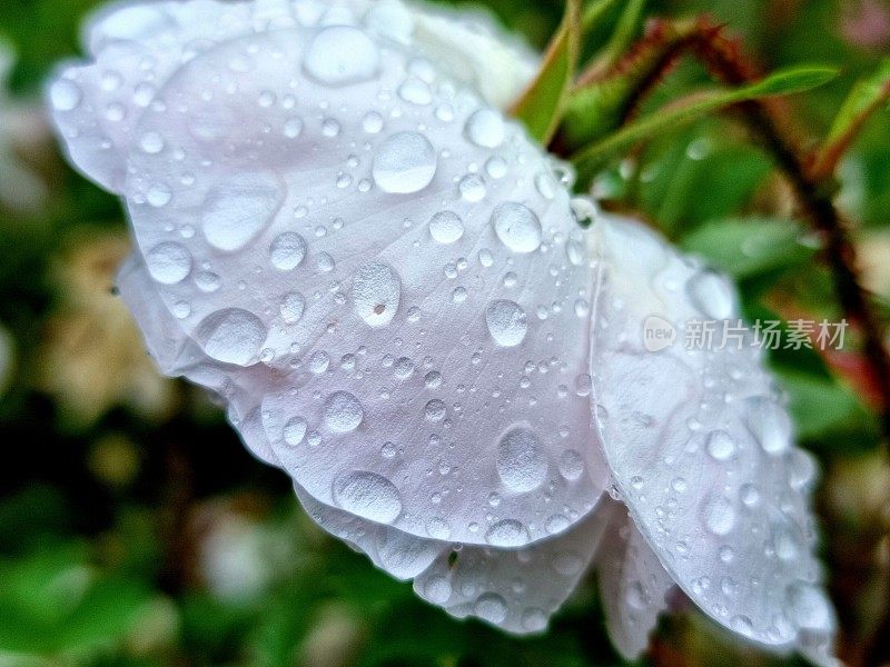 带水滴的玫瑰果花