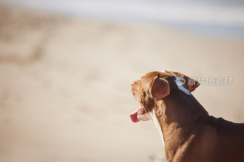一只可爱的比特犬在海滩上享受一天