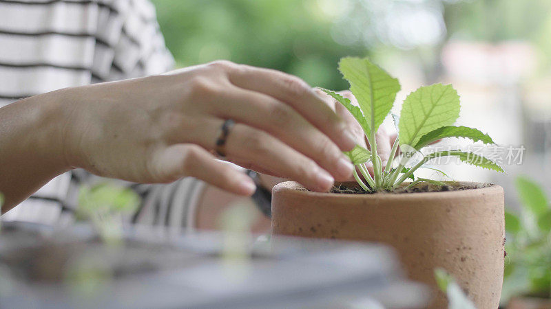 年轻女子把绿色的幼苗种植在新鲜的土壤里。她喜欢在后院休息。