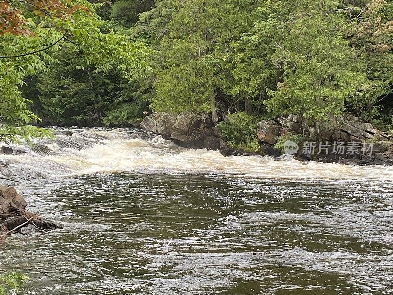 牛舌草河急流