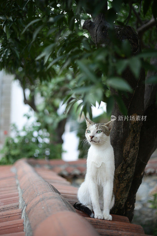 土耳其G?kova的一只和平可爱的猫咪Akyaka