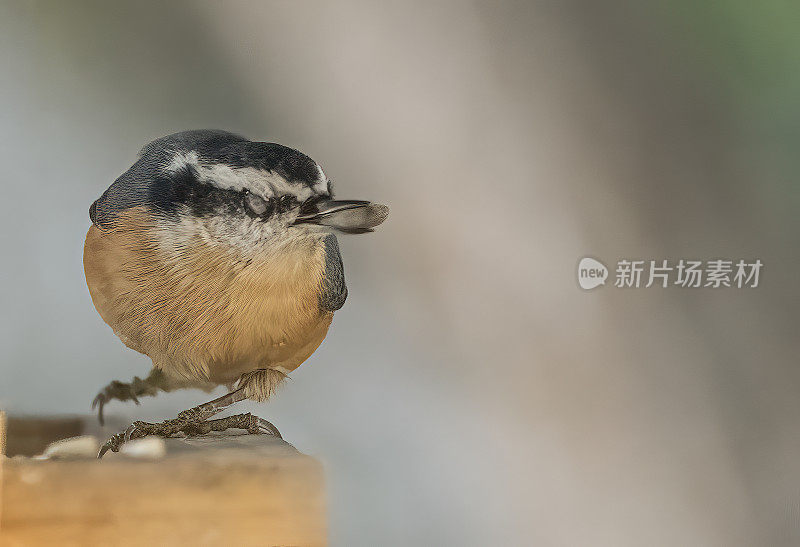 Red-Breasted五子雀