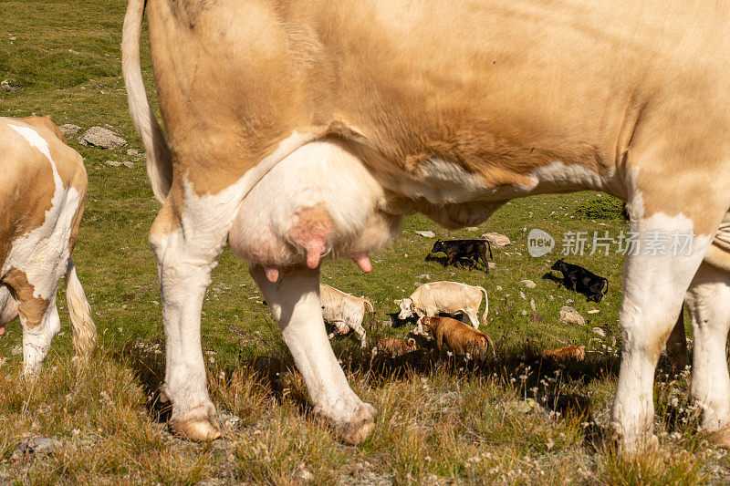 牧场上母牛的乳房