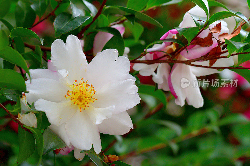 山茶花(重瓣)